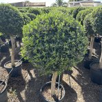 Olivovník európsky (Olea europaea) ´ARBEQUINA´ - výška 100-110 cm, obvod kmeňa 35/40 cm, kont. C70L - GUĽA (-12°C)